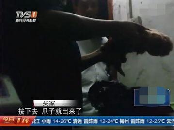 屠宰最新爆料视频,屠宰场内幕惊人曝光！